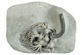 Spectacular Fossil Crinoid (Cyathocrinites) - Crawfordsville #279657-1